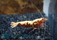 Skyfish Galaxy Boa, rot - Grade A/S - Low Grade- DNZ Skyfish Galaxy Boa, rot - Grade A/S - Low Grade- DNZ