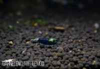 Ocean Blue Premium Taitibee - SSS Grade - DNZ Ocean Blue Premium Taitibee - SSS Grade - DNZ