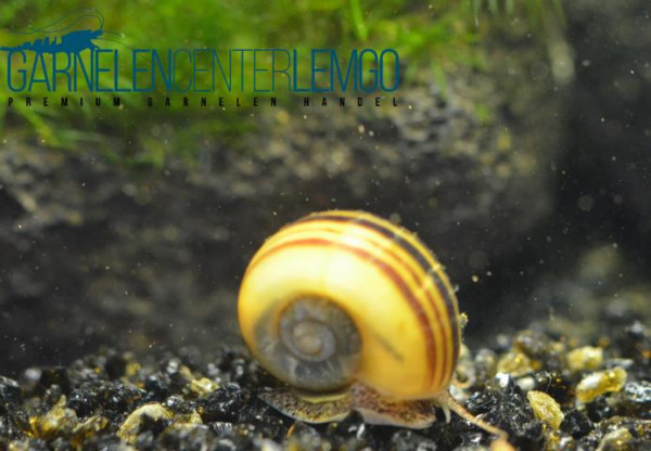 Paradiesschnecke - Marisa cornuarietis