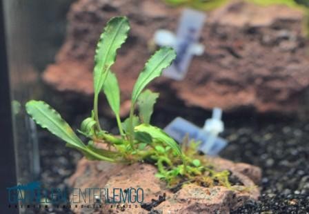 Bucephalandra - Medusa auf Lava