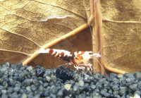 Vorschau: Skyfish Pinto Mosura Tiger Red - Grade SSS / High Grade- DNZ Vorschau: Skyfish Pinto Mosura Tiger Red - Grade SSS / High Grade- DNZ