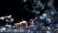 Caridina Red Tigri / Rote Sulawesi Tiger Garnelen - DNZ Caridina Red Tigri / Rote Sulawesi Tiger Garnelen - DNZ