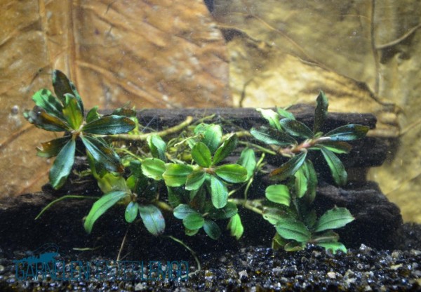 Bucephalandra "ohne Name" - submers