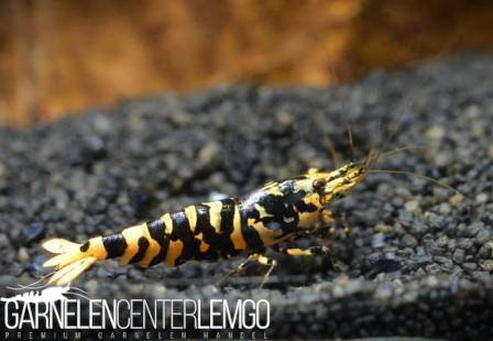 Hornet Tiger Garnele - DNZ