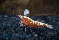 Skyfish Galaxy Fishbone Red Garnele SSS - High Grade - DNZ Skyfish Galaxy Fishbone Red Garnele SSS - High Grade - DNZ