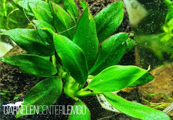 Anubias barteri var. nana Pangolino