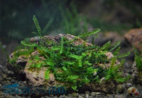 Perlen Moos - Heteroscyphus zollingeri Perlen Moos - Heteroscyphus zollingeri