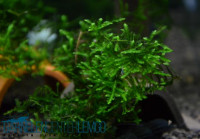 Spiky-Moos / Taxiphyllum spec. Spiky Spiky-Moos / Taxiphyllum spec. Spiky