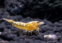 Yellow Galaxy Fishbone Garnelen - DNZ Yellow Galaxy Fishbone Garnelen - DNZ