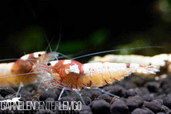 Spotted Head Pinto Mischlinge Rot - DNZ