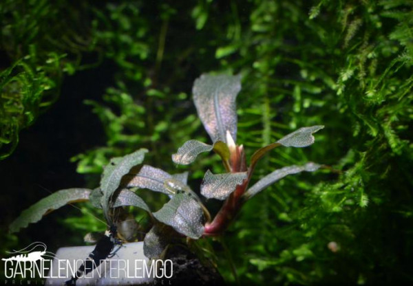 Bucephalandra Sp. Lamandau Mini Purple, submers, Rhizom (1522)