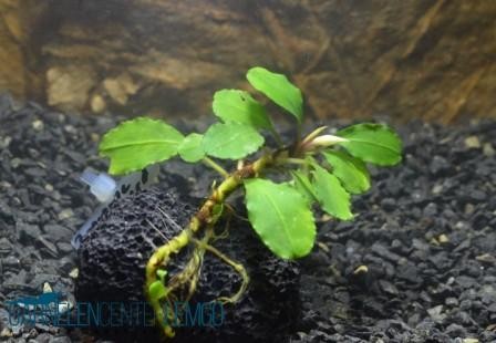Bucephalandra Sp. Pygmeae - Brownie Fire Bird auf Lava *Rarität*