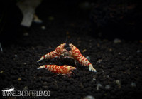 Vinfish Lightning Red Fancy Tiger SS Grade - DNZ Vinfish Lightning Red Fancy Tiger SS Grade - DNZ