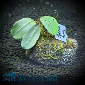 Bucephalandra Pandora Queen auf Lava