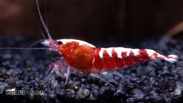 Fishbone Garnele, Rot - DNZ
