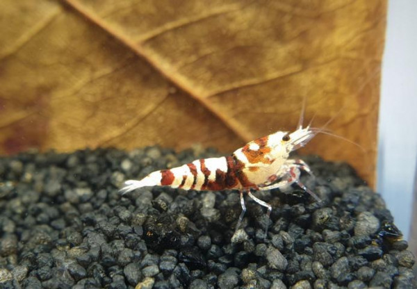 Skyfish Pinto Mosura Tiger Red - Grade SSS / High Grade- DNZ