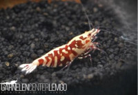 Peiwen Chen - Red Fancy Tiger Backline SSS Grade - DNZ Peiwen Chen - Red Fancy Tiger Backline SSS Grade - DNZ