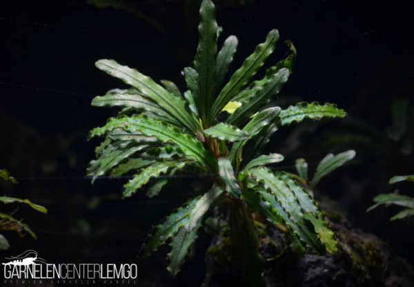 Bucephalandra sp. Velvet Blue Rhizom