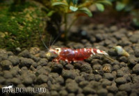 Red Metallic Pinto Mosura Tiger Garnele Grade S - DNZ Red Metallic Pinto Mosura Tiger Garnele Grade S - DNZ