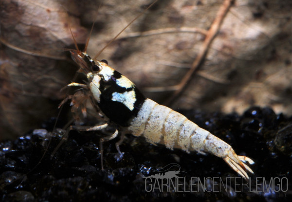 Spotted Head Pinto Mischlinge Schwarz - DNZ