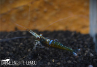 Blue Ghost Sulawesi Garnele - Mid Grade - Import Blue Ghost Sulawesi Garnele - Mid Grade - Import