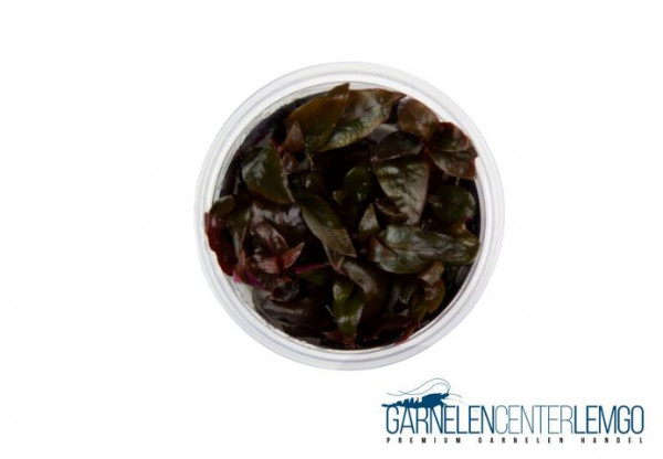 Alternanthera reineckii "Lilacina" - InVitro