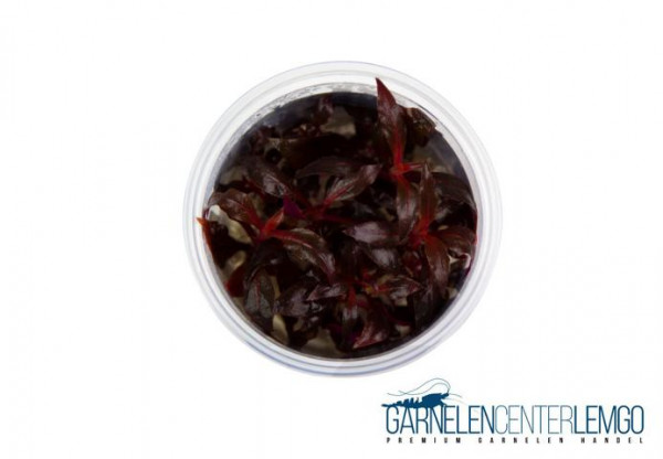 Alternanthera reineckii "Purple" - InVitro