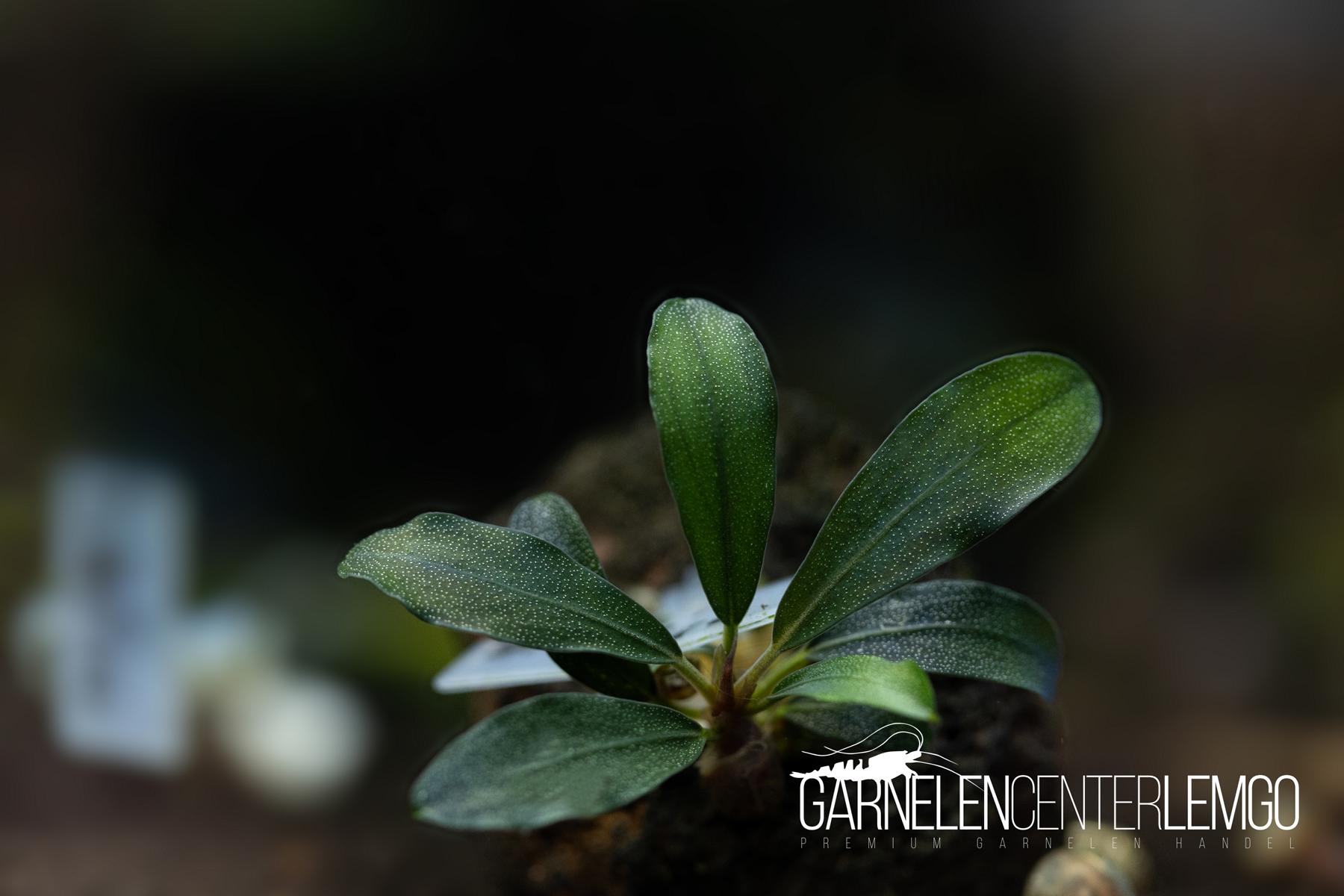 Bucephalandra sp. Brownie Cobra- submers - Rhizom