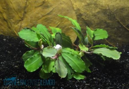 Bucephalandra Sp. Pygmeae - Brownie Purple Rhizom (231,232)
